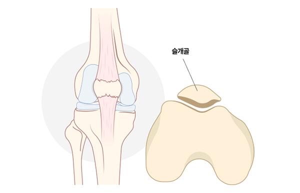 탑케어동물의료원 홈페이지 화면