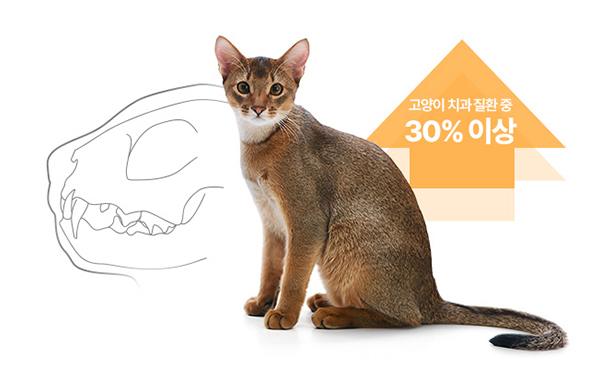 탑케어동물의료원 홈페이지 화면